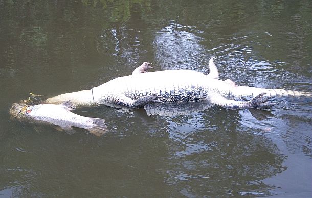 Pic: Mick Fletoridis